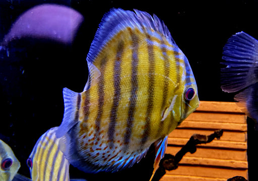 WF-Diskus Green Tefé - Symphysodon aequifasciatus