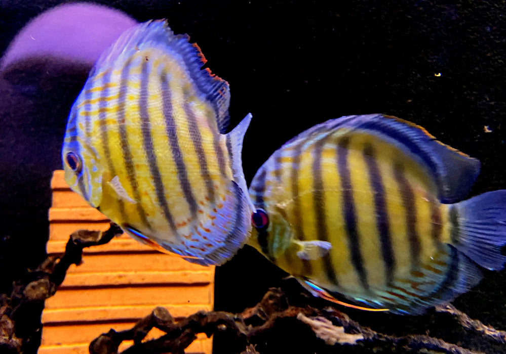 WF-Diskus Green Tefé - Symphysodon aequifasciatus