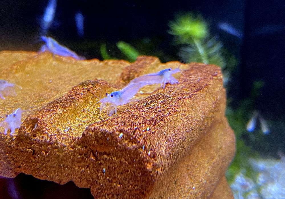 Weiße Amanogarnele - Caridina japonica Snow white