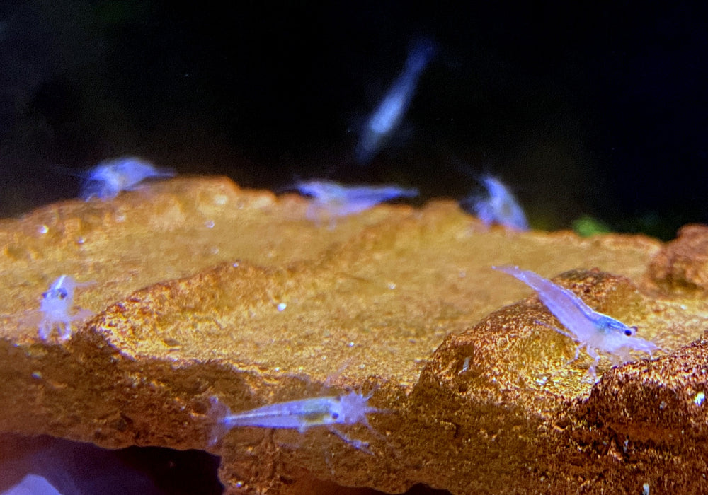 Weiße Amanogarnele - Caridina japonica Snow white