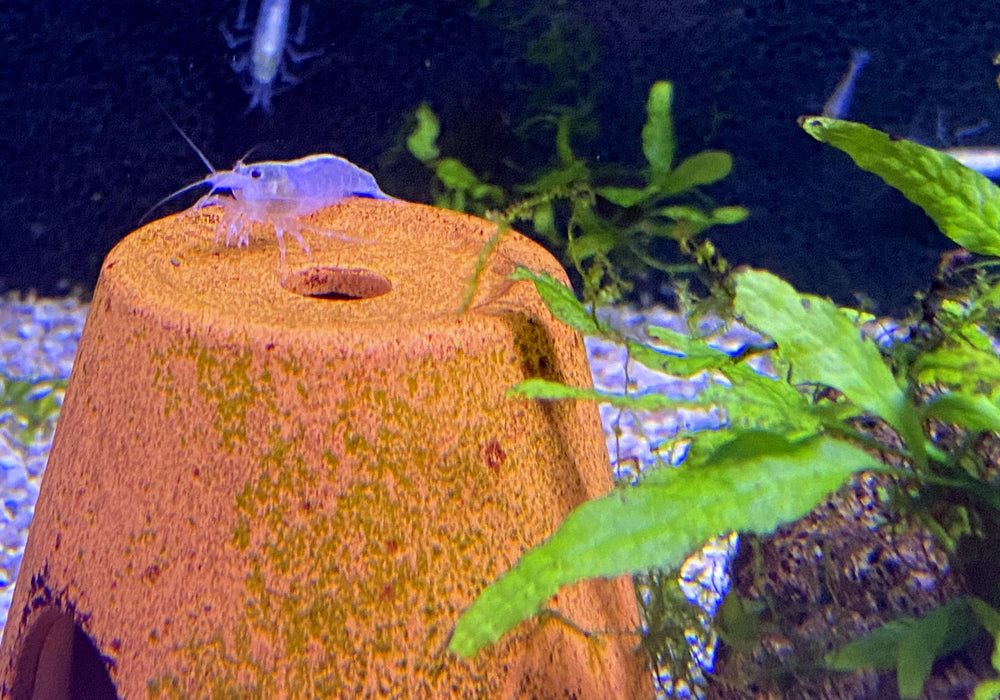 Weiße Amanogarnele - Caridina japonica Snow white