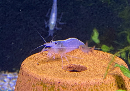 Weiße Amanogarnele - Caridina japonica 