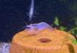 Weiße Amanogarnele - Caridina japonica Snow white