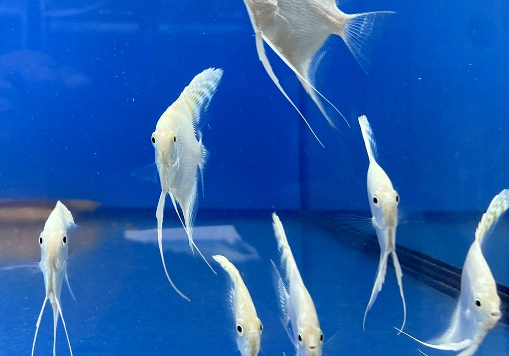 White Diamond Skalar - Pterophyllum scalare aqua-teck