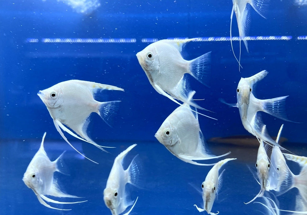 White Diamond Skalar - Pterophyllum scalare aqua-teck