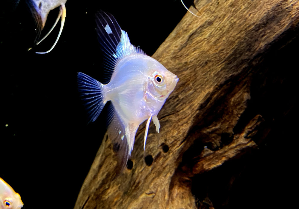 White Paraiba Skalar - Pterophyllum scalare
