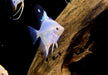 White Paraiba Skalar - Pterophyllum scalare