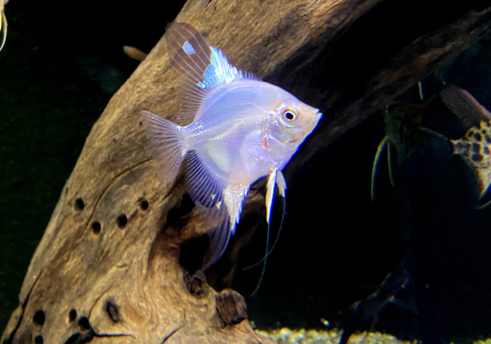 White Paraiba Skalar - Pterophyllum scalare