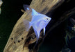 White Paraiba Skalar - Pterophyllum scalare
