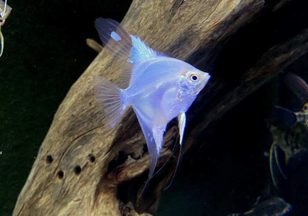 White Paraiba Skalar - Pterophyllum scalare