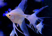 White Paraiba Skalar LYRATAIL- Pterophyllum scalare