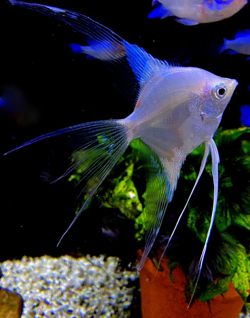 White Paraiba Skalar LYRATAIL- Pterophyllum scalare