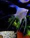 White Paraiba Skalar LYRATAIL- Pterophyllum scalare