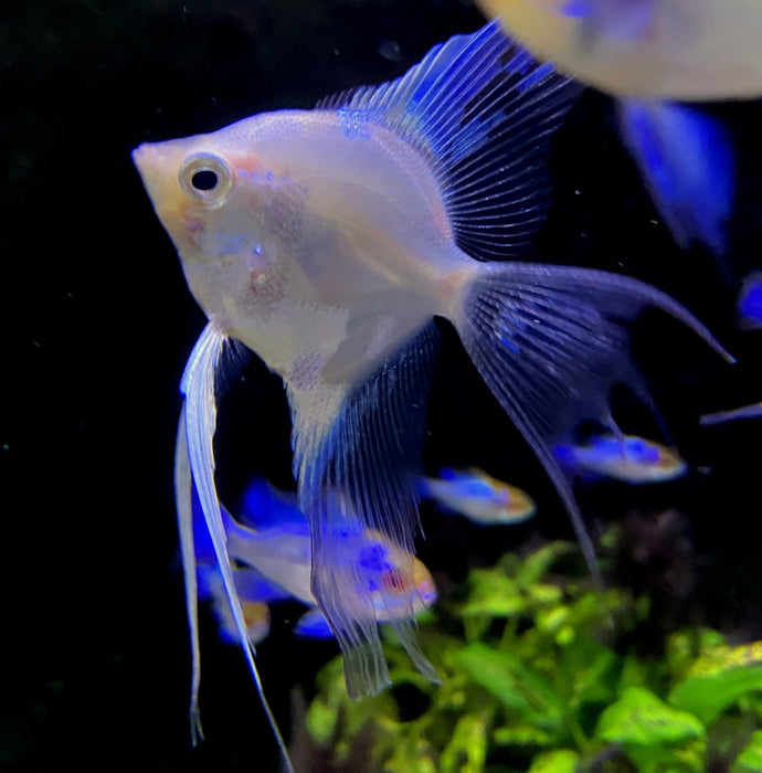 White Paraiba Skalar LYRATAIL- Pterophyllum scalare