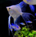 White Paraiba Skalar LYRATAIL- Pterophyllum scalare