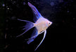 White Paraiba Skalar LYRATAIL- Pterophyllum scalare