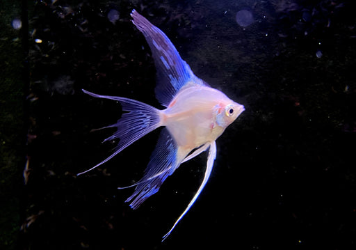 White Paraiba Skalar LYRATAIL- Pterophyllum scalare