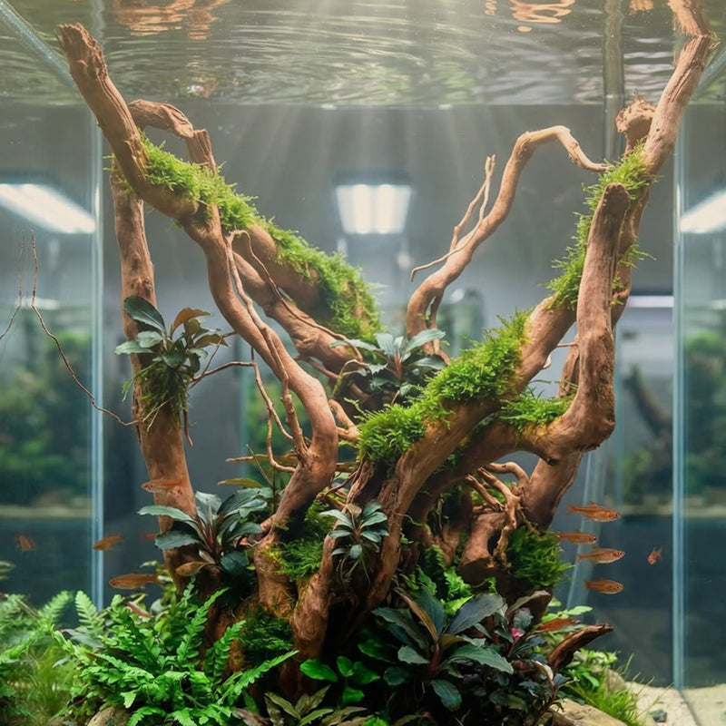 Wurzel im Aquarium