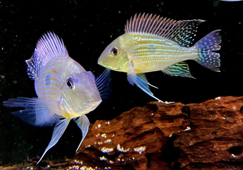 XL- Svens Erdfresser - Rio Araguaia- Geophagus sveni