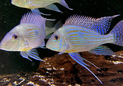 XL- Svens Erdfresser - Rio Araguaia- Geophagus sveni