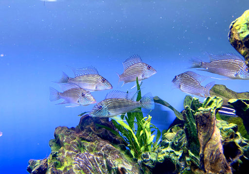 XL - Weisstüpfel-Erdfresser (DNZ) - Satanoperca leucosticta