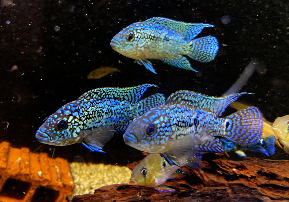 XL Achtbindenbuntbarsch "Blue Dempsey" - Rocio octofasciatum