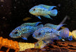 XL Achtbindenbuntbarsch "Blue Dempsey" - Rocio octofasciatum