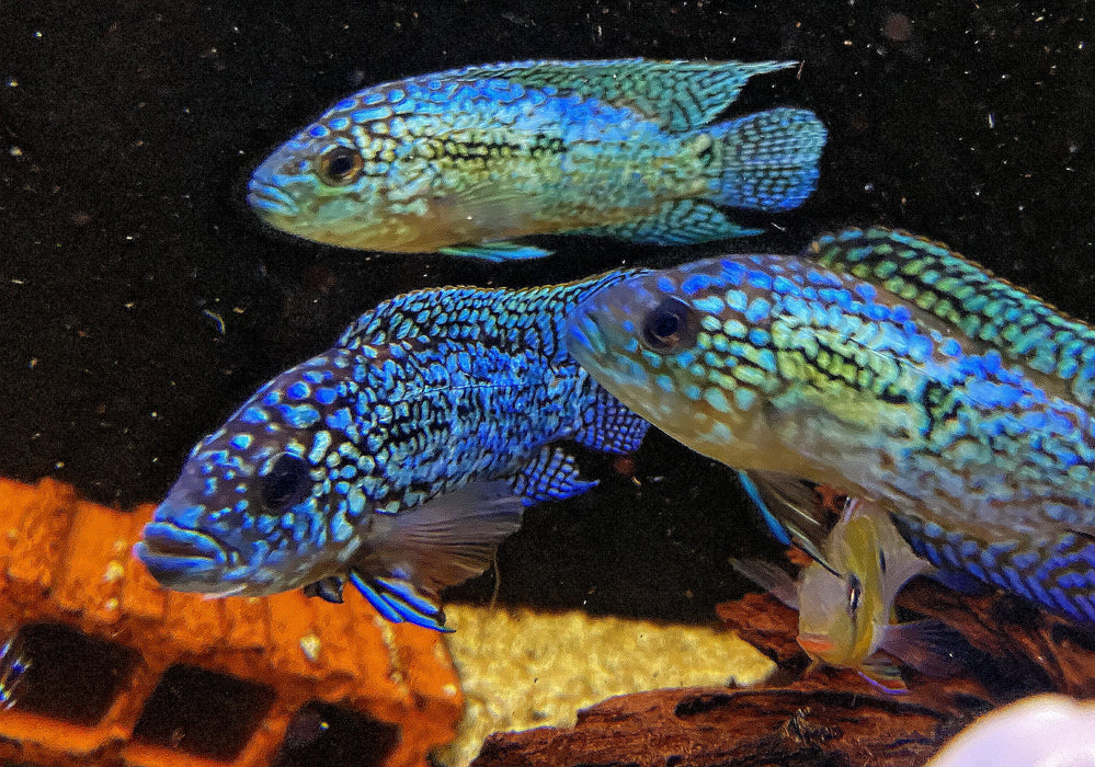 XL Achtbindenbuntbarsch "Blue Dempsey" - Rocio octofasciatum