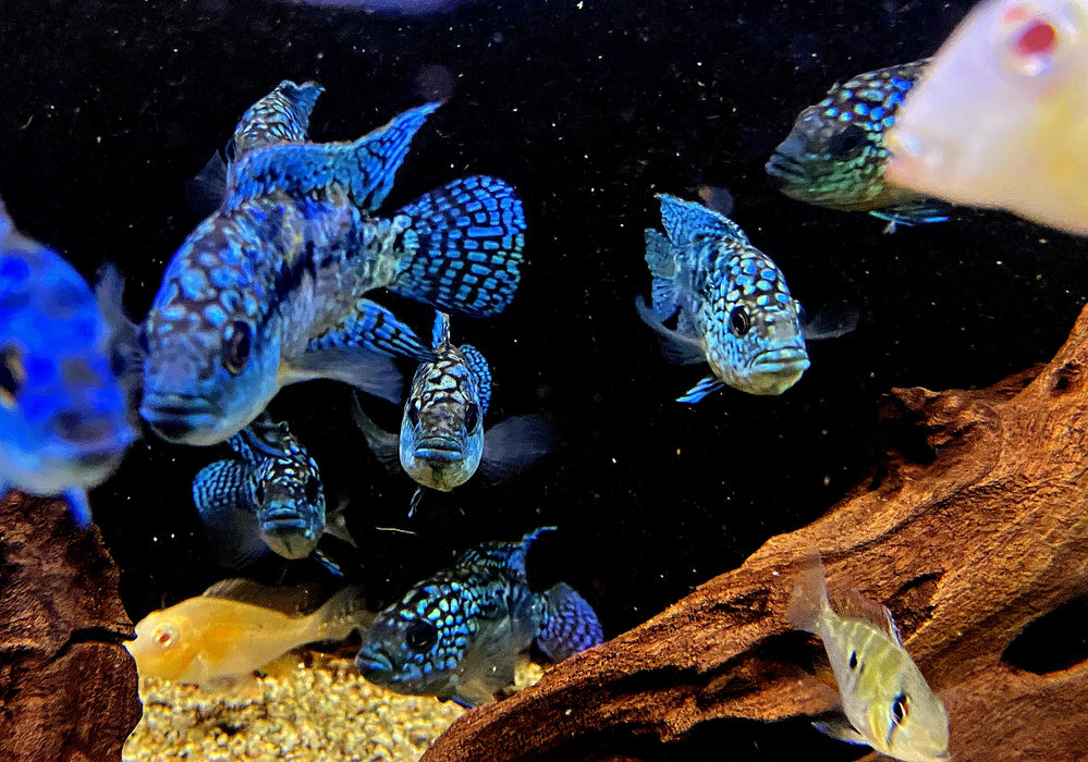 XL Achtbindenbuntbarsch "Blue Dempsey" - Rocio octofasciatum