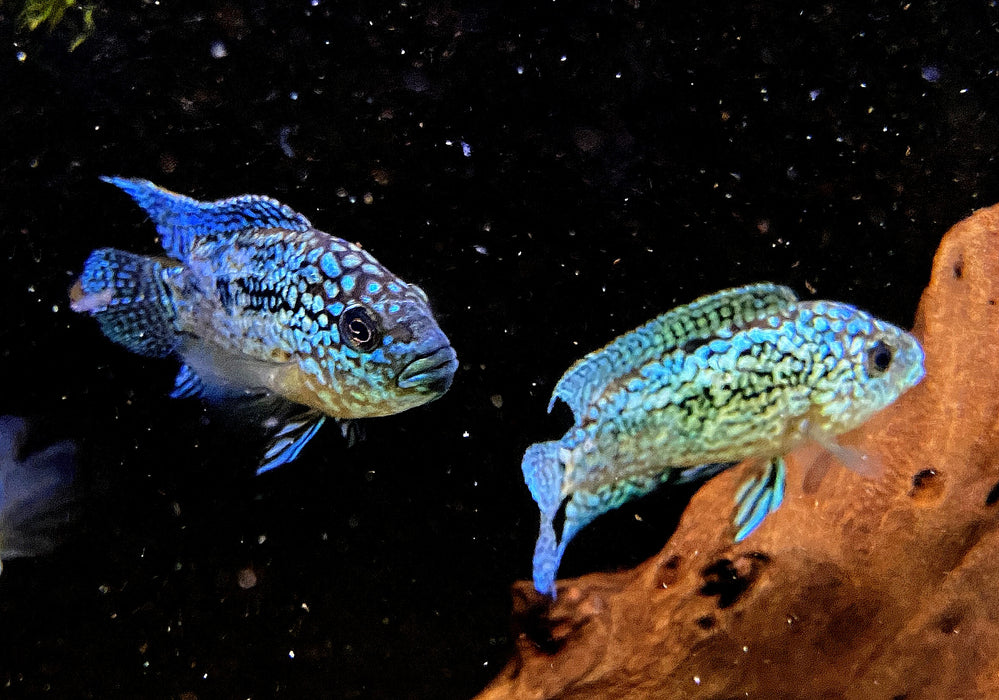 XL Achtbindenbuntbarsch "Blue Dempsey" - Rocio octofasciatum