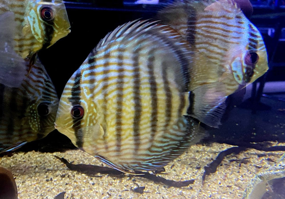 XL Heckel-Diskus (WF) Brillant Nhamunda Blue Head - Symphysodon discus Rio Nhamunda