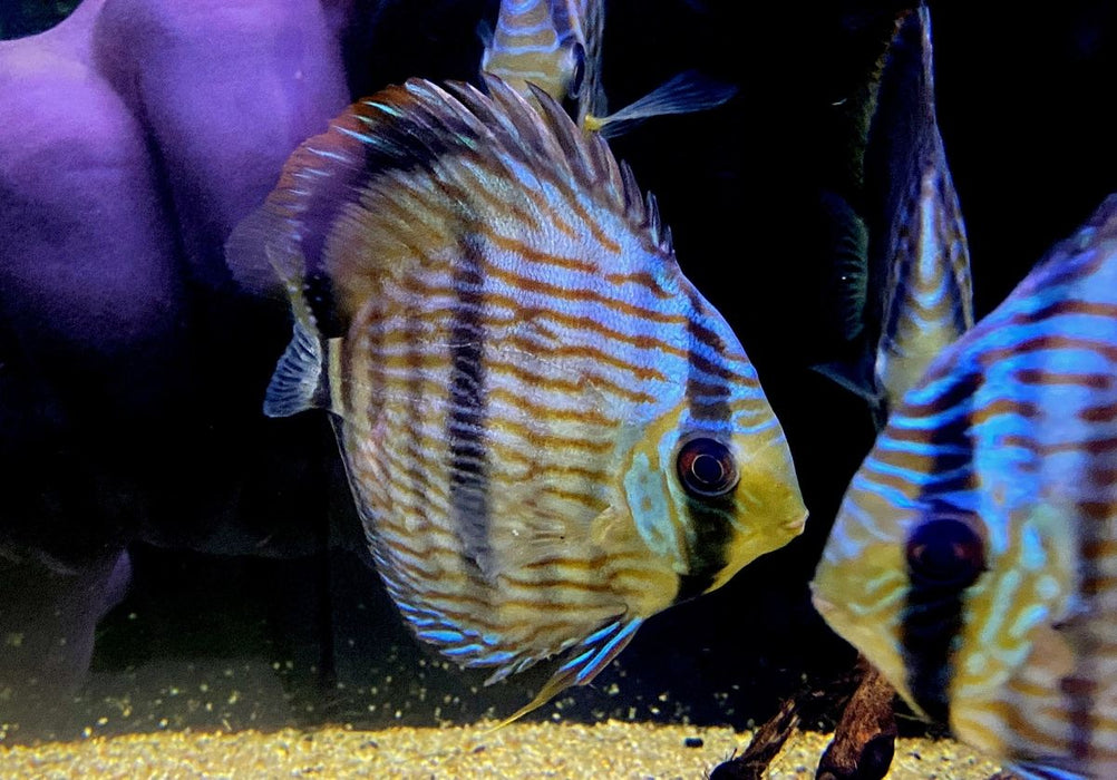 XL Heckel-Diskus (WF) Brillant Nhamunda Blue Head - Symphysodon discus Rio Nhamunda