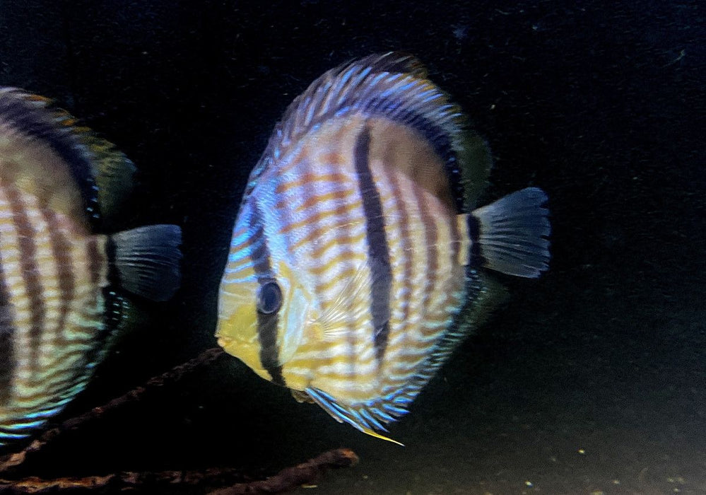 XL Heckel-Diskus (WF) Brillant Nhamunda Blue Head - Symphysodon discus Rio Nhamunda