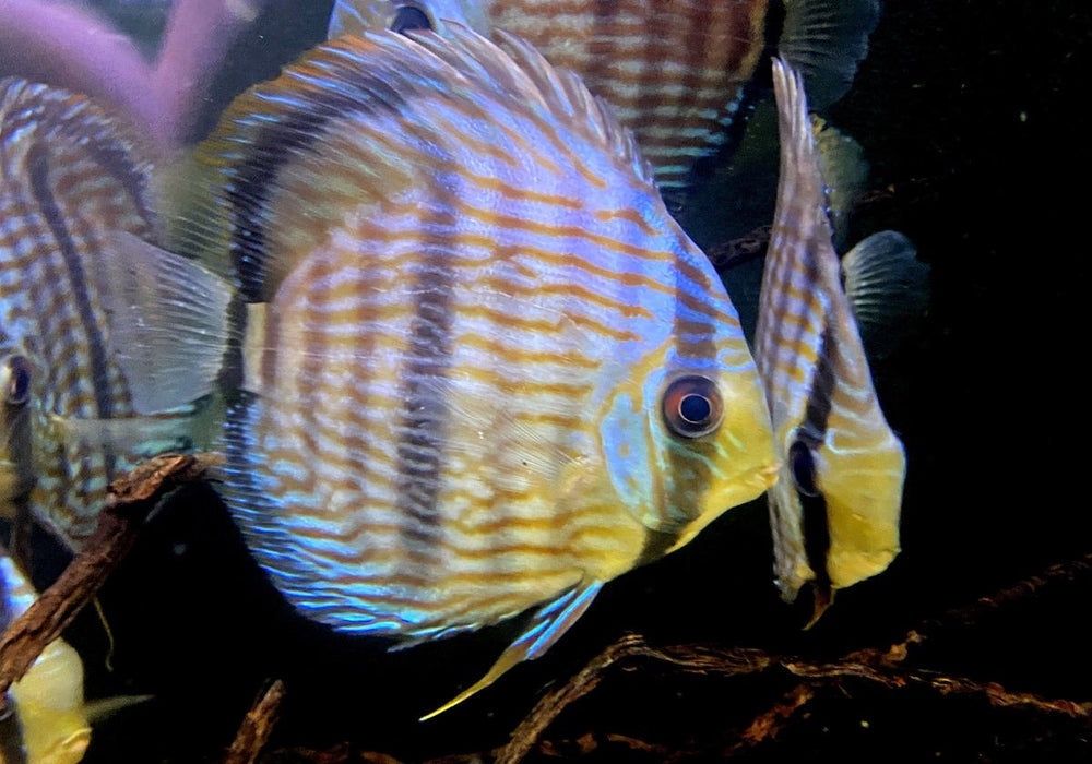 XL Heckel-Diskus (WF) Brillant Nhamunda Blue Head - Symphysodon discus Rio Nhamunda