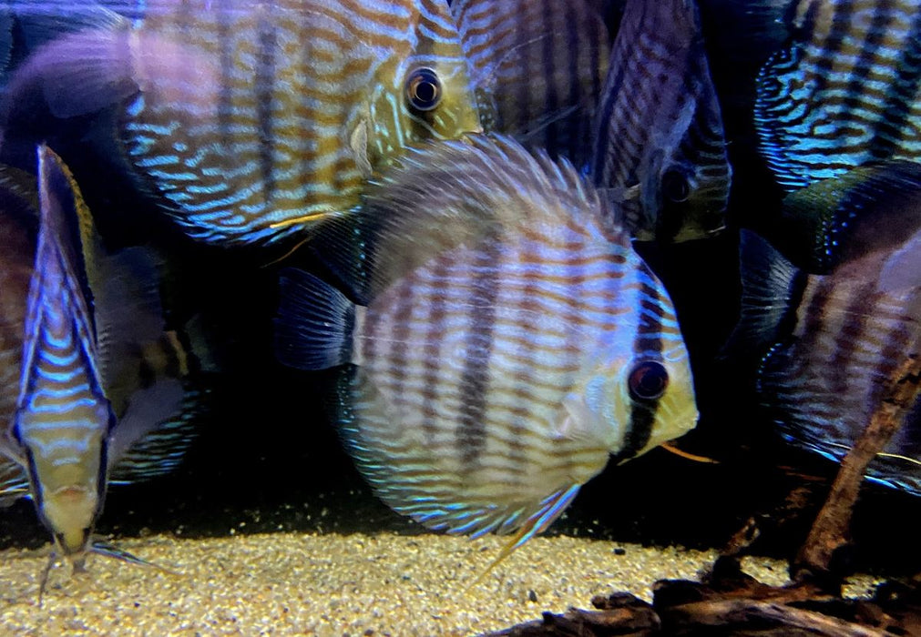 XL Heckel-Diskus (WF) Brillant Nhamunda Blue Head - Symphysodon discus Rio Nhamunda
