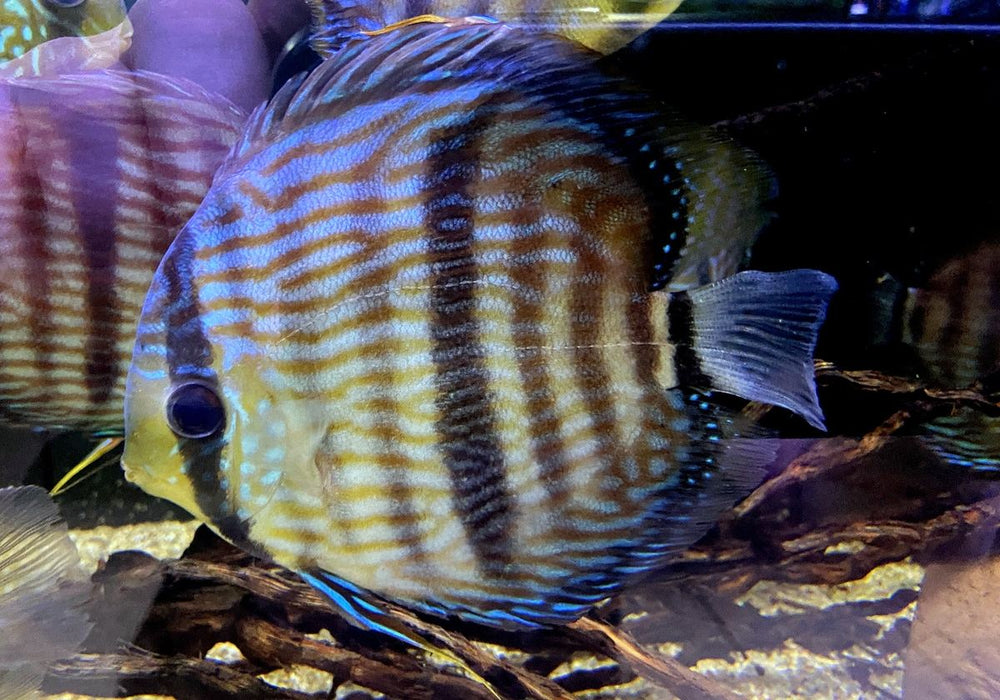 XL Heckel-Diskus (WF) Brillant Nhamunda Blue Head - Symphysodon discus Rio Nhamunda