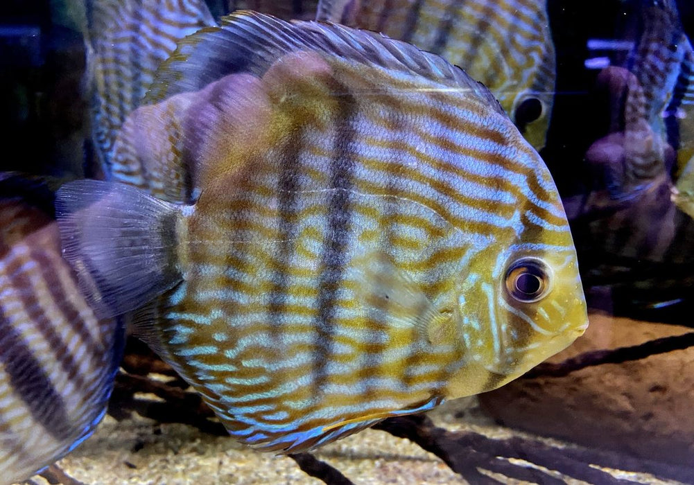 XL Heckel-Diskus (WF) Brillant Nhamunda Blue Head - Symphysodon discus Rio Nhamunda