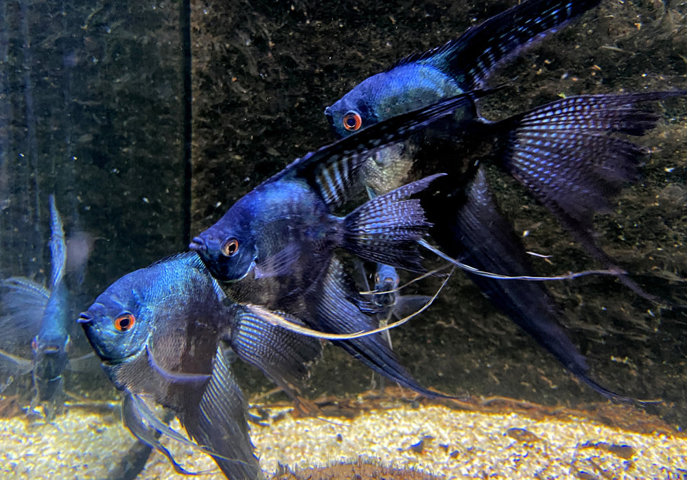 XL Pinoy Black Skalar Lyratail - Pterophyllum scalare