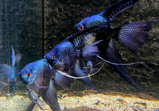 XL Pinoy Black Skalar Lyratail - Pterophyllum scalare