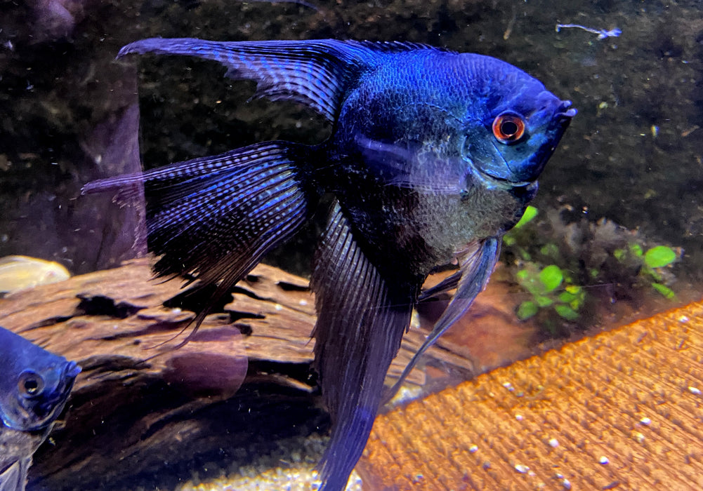 XL Pinoy Black Skalar Lyratail - Pterophyllum scalare