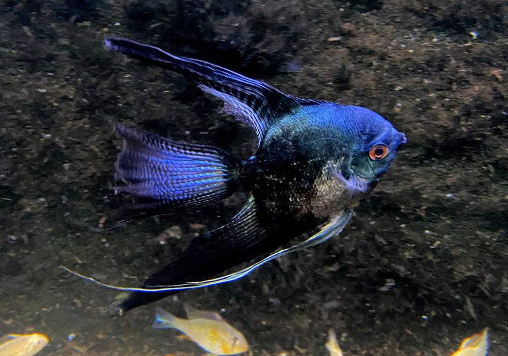 XL Pinoy Black Skalar Lyratail - Pterophyllum scalare