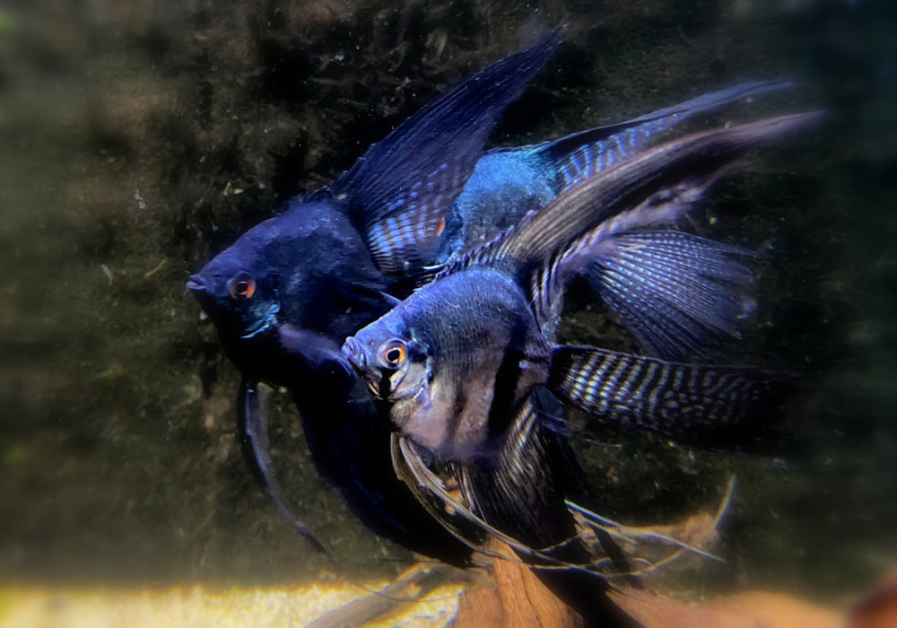 XL Pinoy Black Skalar Lyratail - Pterophyllum scalare