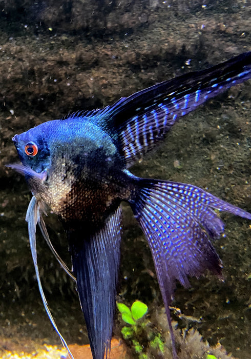 XL Pinoy Black Skalar Lyratail - Pterophyllum scalare