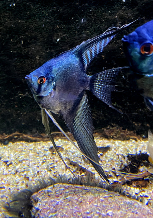 XL Pinoy Black Skalar Lyratail - Pterophyllum scalare