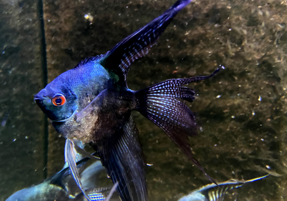 XL Pinoy Black Skalar Lyratail - Pterophyllum scalare