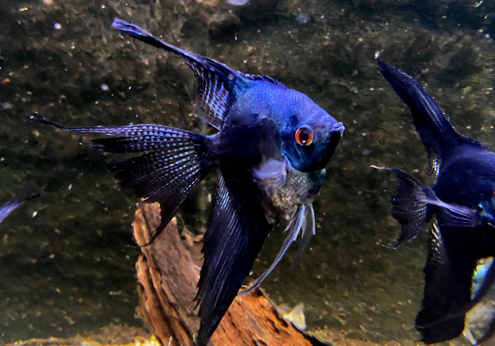 XL Pinoy Black Skalar Lyratail - Pterophyllum scalare