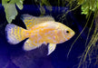 "Yellow Lemon Oskar" Pfauenaugenbuntbarsch - Astronotus ocellatus