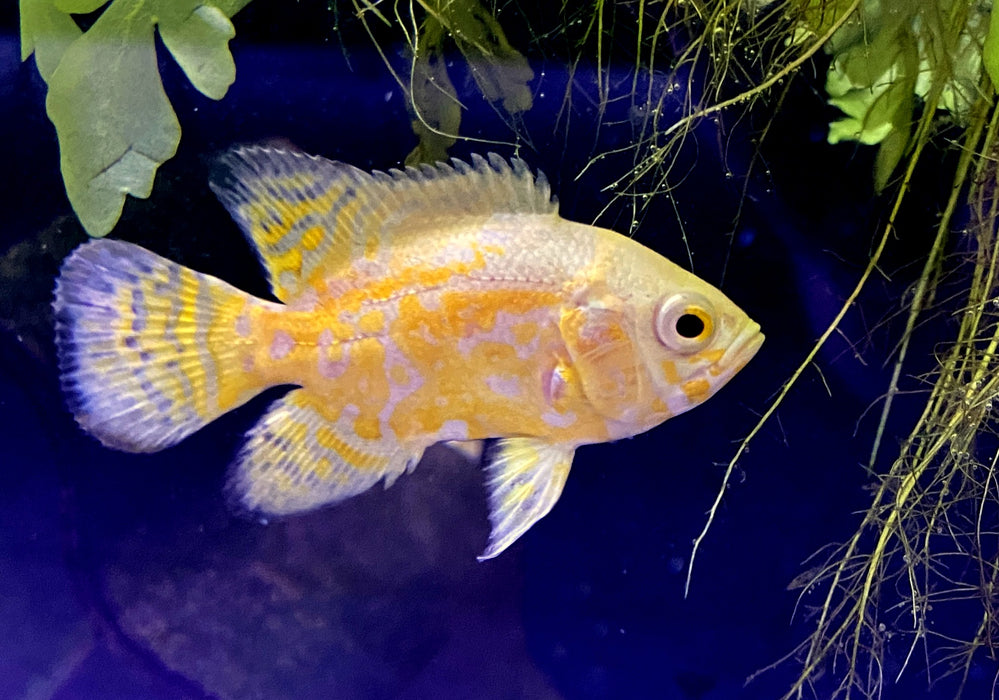 "Yellow Lemon Oskar" Pfauenaugenbuntbarsch - Astronotus ocellatus