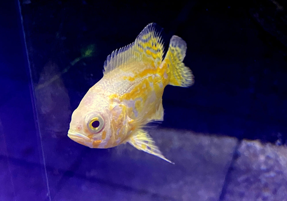 "Yellow Lemon Oskar" Pfauenaugenbuntbarsch - Astronotus ocellatus