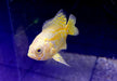 "Yellow Lemon Oskar" Pfauenaugenbuntbarsch - Astronotus ocellatus